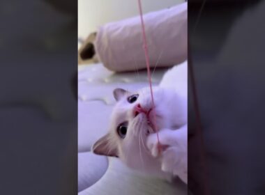 紐に夢中なラグドールの子猫🐾