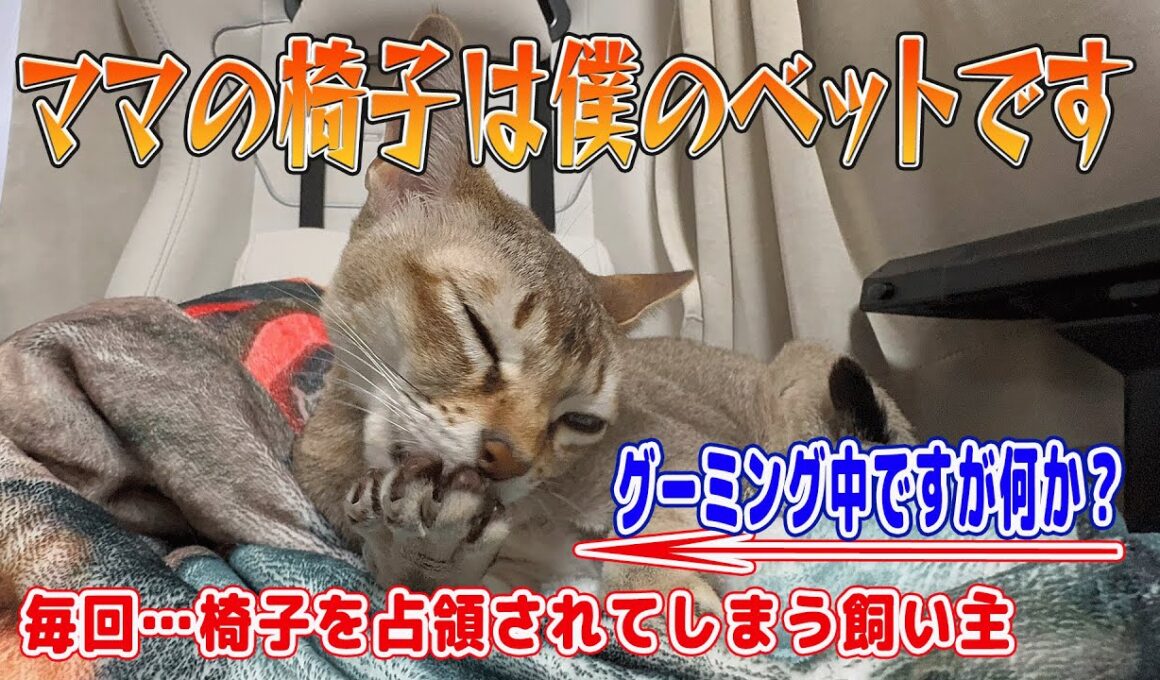 【シンガプーラ】ママの椅子は僕のベッドです！毎回…椅子を占領されてしまう飼い主！グルーミング中ですが何か？