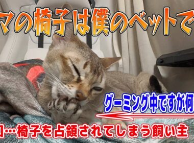 【シンガプーラ】ママの椅子は僕のベッドです！毎回…椅子を占領されてしまう飼い主！グルーミング中ですが何か？