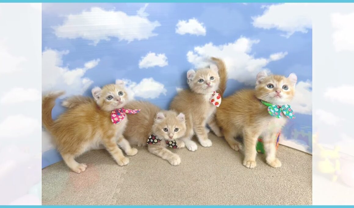 724528 アメリカンカール