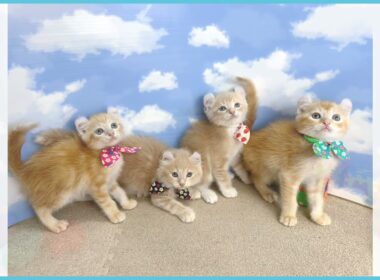 724528 アメリカンカール