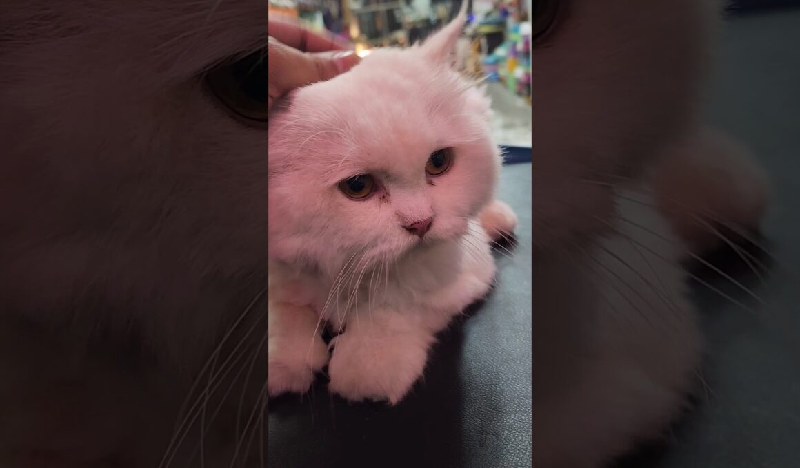 Persian Cat 🐈 Hair Trimming 😍