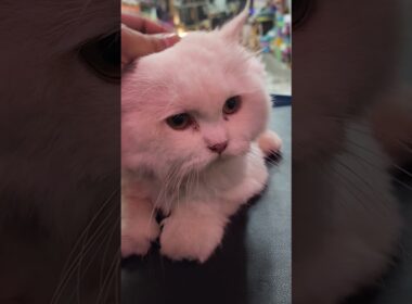 Persian Cat 🐈 Hair Trimming 😍