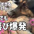 留守は任せとけって❓😆スフィンクスのように家を守ってる😂【ジャーマンシェパード】
