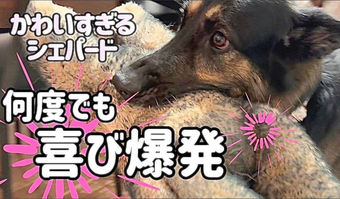 留守は任せとけって❓😆スフィンクスのように家を守ってる😂【ジャーマンシェパード】