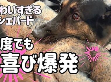 留守は任せとけって❓😆スフィンクスのように家を守ってる😂【ジャーマンシェパード】