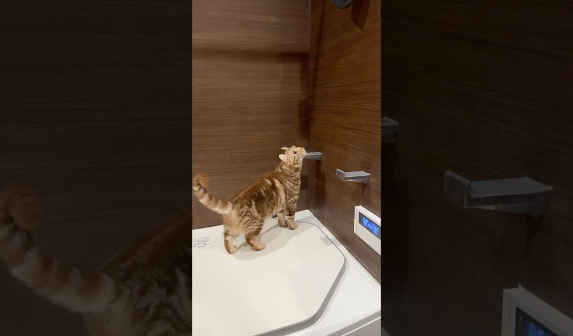 すりすり猫ルイちゃん #cat #アメリカンカール #cute