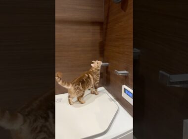 すりすり猫ルイちゃん #cat #アメリカンカール #cute