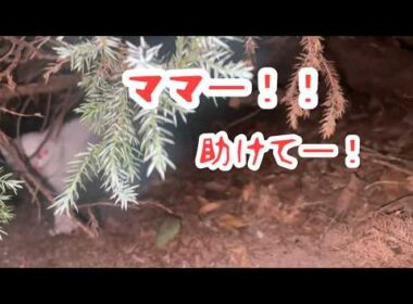 河川敷でママを呼ぶ子猫に遭遇してしまったんだけど…発見から保護保護までの様子。白猫ちゃん