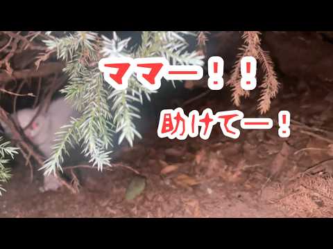 河川敷でママを呼ぶ子猫に遭遇してしまったんだけど…発見から保護保護までの様子。白猫ちゃん