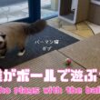 バーマン猫ウリとガブとラフ【誰がボールで遊ぶ？】Who plays with the ball?（バーマン猫）Birman/Cat