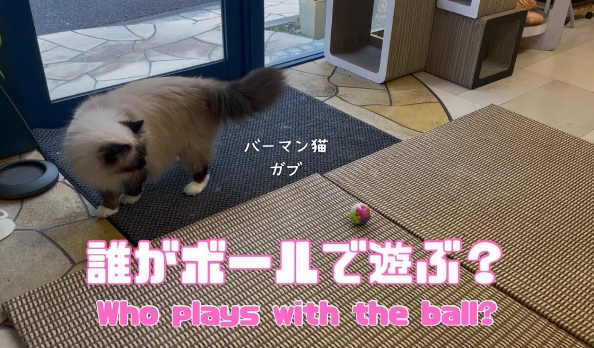 バーマン猫ウリとガブとラフ【誰がボールで遊ぶ？】Who plays with the ball?（バーマン猫）Birman/Cat