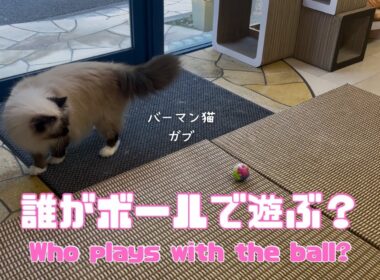 バーマン猫ウリとガブとラフ【誰がボールで遊ぶ？】Who plays with the ball?（バーマン猫）Birman/Cat