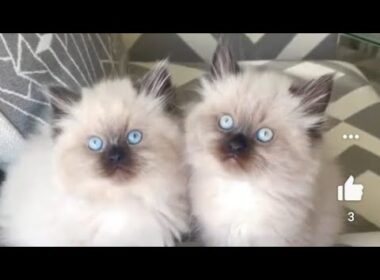 Himalayan Kittens for Sale In Mumbai Himalayan Cat Pune New Delhi Kittens for Sale In Chandigarh
