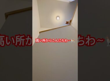 高い所から見下ろすネコ🐈 #スコティッシュフォールド #好きな子猫 #cat #ねこのいる生活 #子ネコ