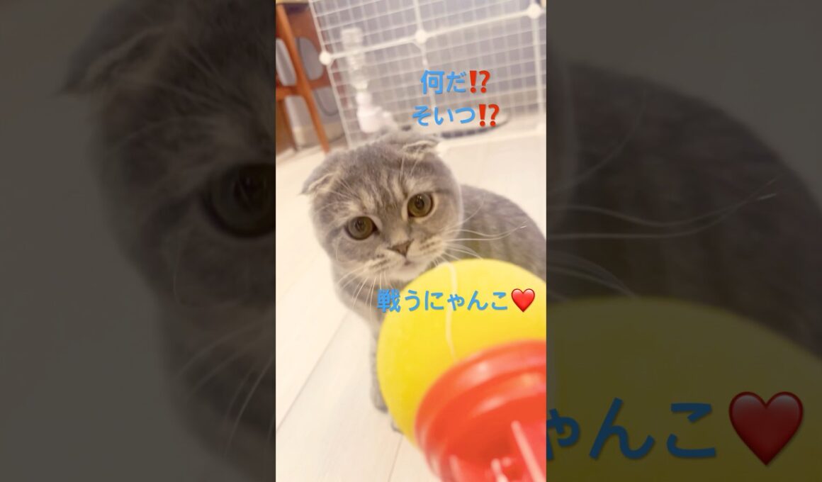 スポンジピストル🔫と戦う‼️#スコティッシュフォールド #おもちゃ #可愛い #猫のいる暮らし