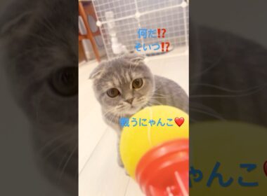 スポンジピストル🔫と戦う‼️#スコティッシュフォールド #おもちゃ #可愛い #猫のいる暮らし