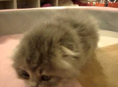 ワンラブ 8217 スコティッシュフォールド【ロング】 ブルークリーム メス