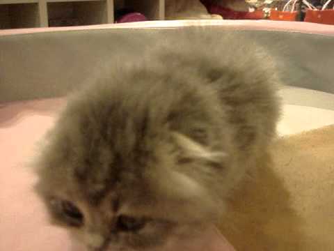 ワンラブ 8217 スコティッシュフォールド【ロング】 ブルークリーム メス