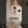 ラグドールってこんな猫！4選🐾他にもあったら教えてね🤨　#猫 #cat #shorts #ラグドール