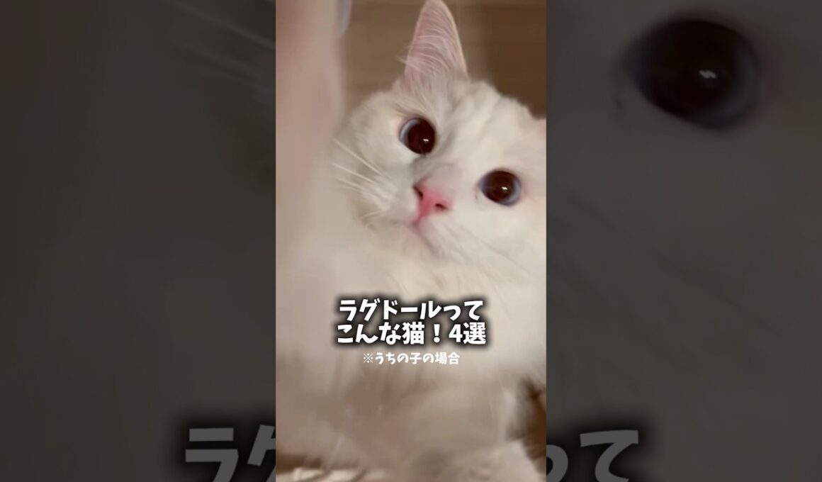 ラグドールってこんな猫！4選🐾他にもあったら教えてね🤨　#猫 #cat #shorts #ラグドール