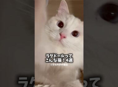 ラグドールってこんな猫！4選🐾他にもあったら教えてね🤨　#猫 #cat #shorts #ラグドール