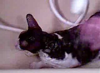 Cornish rex cat having a bath and saying ''I'M Wet!!!''Funny