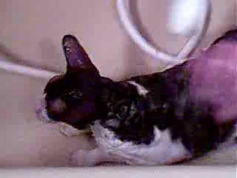 Cornish rex cat having a bath and saying ''I'M Wet!!!''Funny