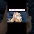 手のひら熟睡スヤスヤ子猫 #cat  #猫  #ねこ  #保護猫 #cute #猫のいる暮らし #子猫 #shorts  #こねこ
