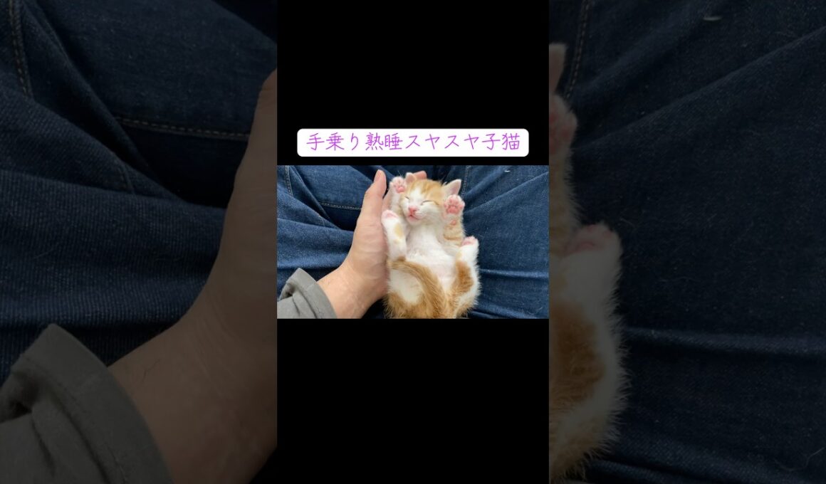 手のひら熟睡スヤスヤ子猫 #cat  #猫  #ねこ  #保護猫 #cute #猫のいる暮らし #子猫 #shorts  #こねこ
