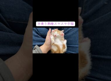 手のひら熟睡スヤスヤ子猫 #cat  #猫  #ねこ  #保護猫 #cute #猫のいる暮らし #子猫 #shorts  #こねこ