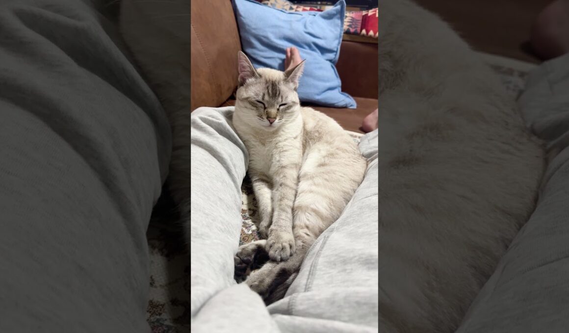 もう目が開きません！　#シャムトラ #元保護猫 #シャムミックス  #cat #猫耳 #kitten  #猫耳 #siamesemix