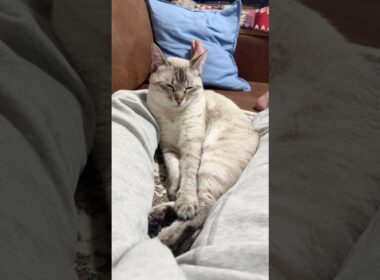 もう目が開きません！　#シャムトラ #元保護猫 #シャムミックス  #cat #猫耳 #kitten  #猫耳 #siamesemix