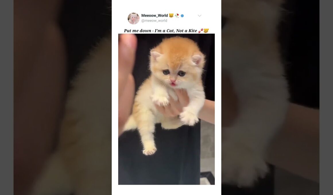 Put me down - I'm a Cat 😺  #kitten #cuteanimals #cutepets #pets #cutecats #cute #catcat #catmeow