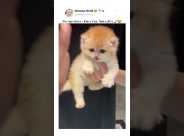 Put me down - I'm a Cat 😺  #kitten #cuteanimals #cutepets #pets #cutecats #cute #catcat #catmeow