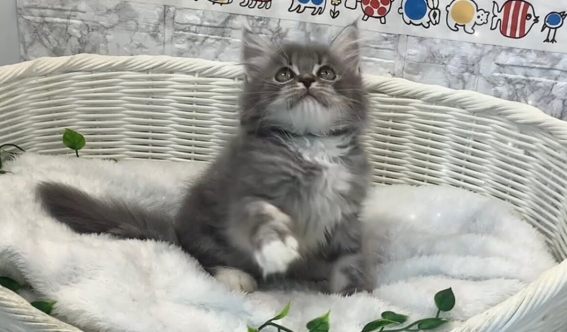 ラガマフィン♂2509F0231