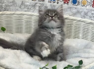 ラガマフィン♂2509F0231