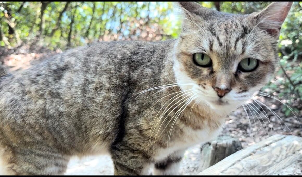 茂みから出て来るなり話が尽きないおしゃべり猫モナカ