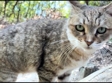 茂みから出て来るなり話が尽きないおしゃべり猫モナカ