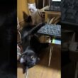 シャムの子ネコ雫「黒猫くーが、通路を邪魔して、通れないんですけど」諦めて、回り道w