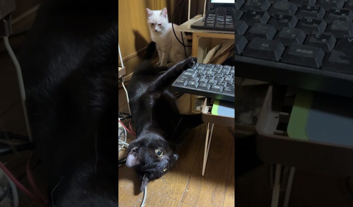 シャムの子ネコ雫「黒猫くーが、通路を邪魔して、通れないんですけど」諦めて、回り道w