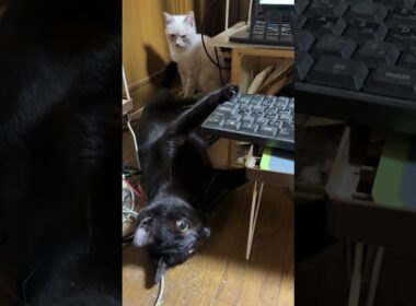 シャムの子ネコ雫「黒猫くーが、通路を邪魔して、通れないんですけど」諦めて、回り道w