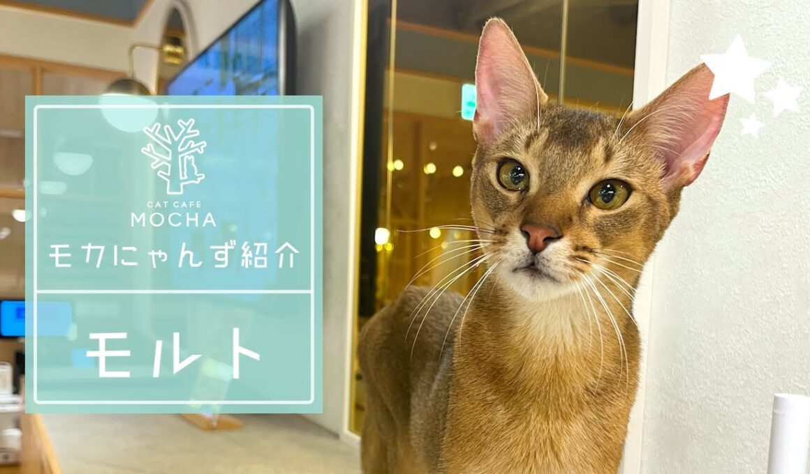 モルト（アビシニアン♂）吉祥寺店
