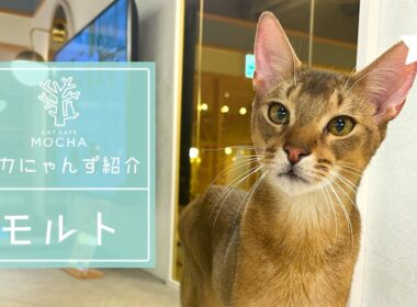 モルト（アビシニアン♂）吉祥寺店