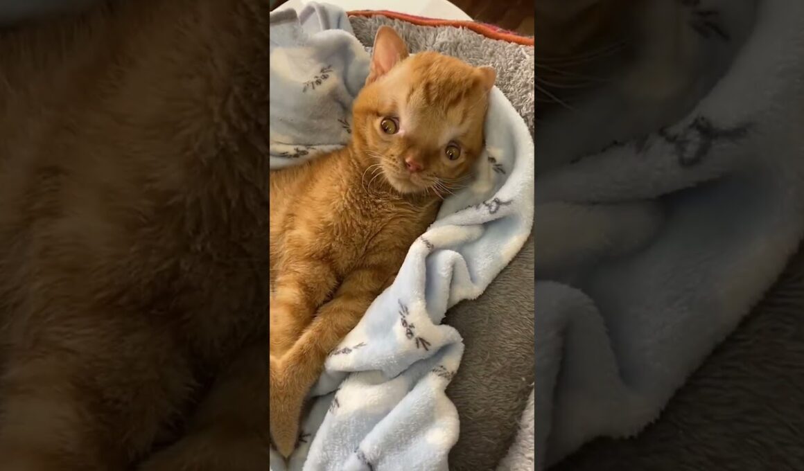 ともくん#ともぞう #水頭症子猫 #月命日