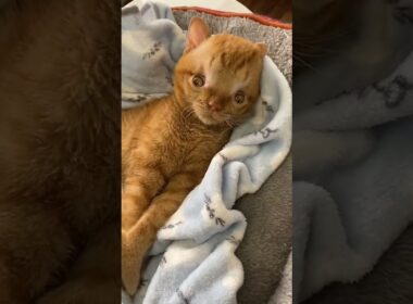 ともくん#ともぞう #水頭症子猫 #月命日