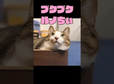こりゃ堪らんわ…（じゅるっ）