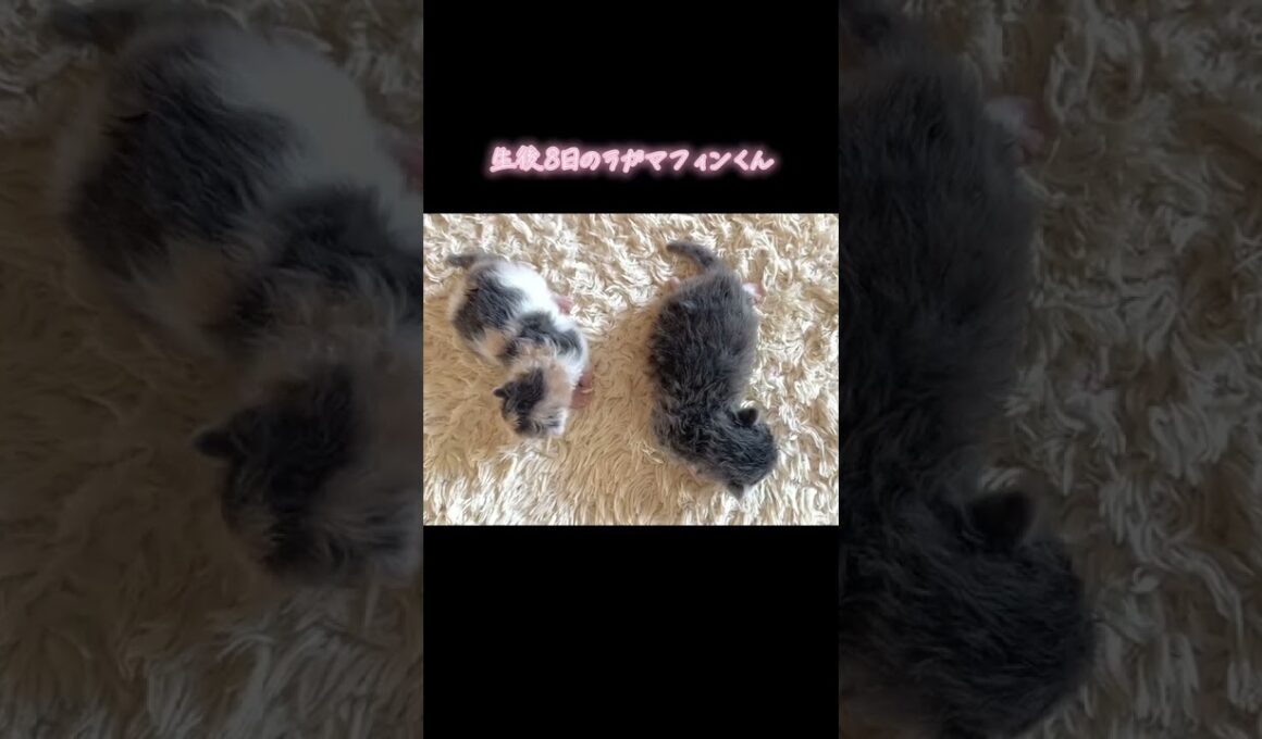 生後8日のラガマフィンくんは早くも目が開きました#猫好きさんと繋がりたい #ねこのいる暮らし #ねこのいる生活 #ラガマフィン #ラガマフィン子猫 #ななはちずルーム #神メソッド