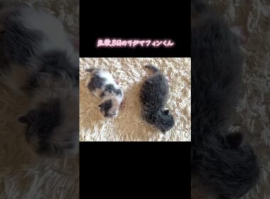 生後8日のラガマフィンくんは早くも目が開きました#猫好きさんと繋がりたい #ねこのいる暮らし #ねこのいる生活 #ラガマフィン #ラガマフィン子猫 #ななはちずルーム #神メソッド