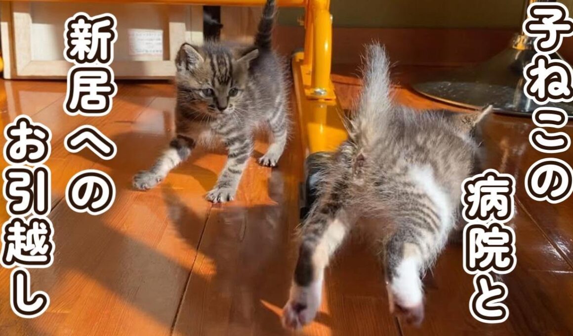 子猫の病院と新居へのお引越し